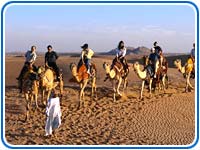 Camel Safari